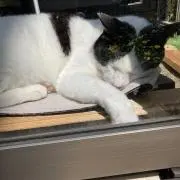 えーぼんの画像