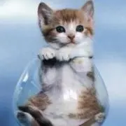 mewの画像