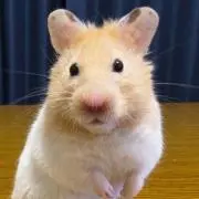 だいちゃんの画像