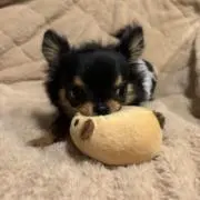 みにみの画像