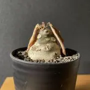 サっちゃんの画像