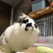 ゆうゆう