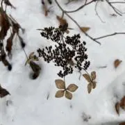winterの画像