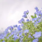 もなか