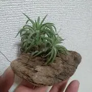 ゴン太の画像