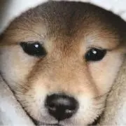 ちゃこの画像