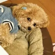 モフモフの画像