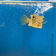 ミント