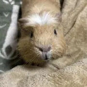 はなごろも