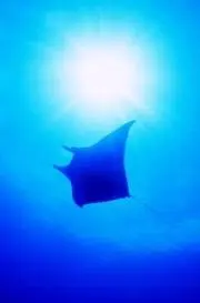mantaの画像