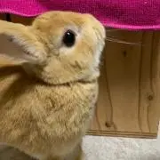 *✩りんごapl✩*