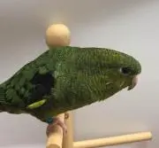SOUの画像