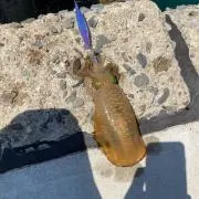 なかのの画像