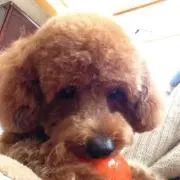 ヒットー