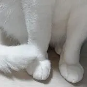INoCHiの画像
