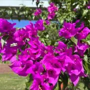 flowerの画像