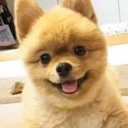 お腹いっぱいですの画像