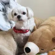 U^ェ^U★即購入可能♡の画像
