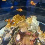 Pの画像