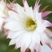 胡蝶蘭❀の画像