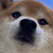 shiba_junの画像