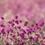 ふらわ゜・*:.。❁の画像