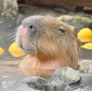 piconの画像