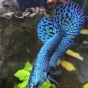 おr