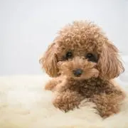 きらとの画像