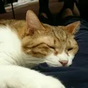 のりくま