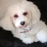 ミシェルの画像