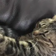 しろ