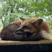 すけまる