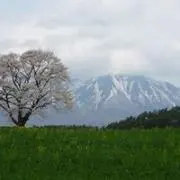 U.m.の画像