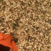 ププ