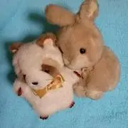 ハムの画像
