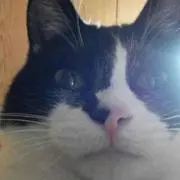 豊☆猫、鳥飼ってますの画像