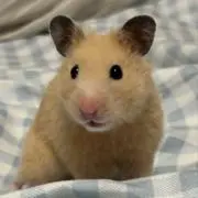 やまちゃん