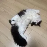 shion_0718の画像