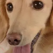 ラテの画像