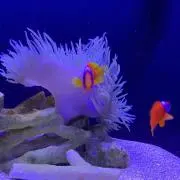 ふぅ＊らいママ