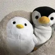 Maaの画像