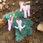 ベンリイ55の画像