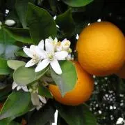 neroli ★の画像