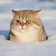 ねこ(プロフ読んでいただけると嬉しい)の画像