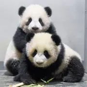 ぱんだ