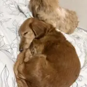 ちさの画像