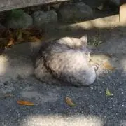 たつりも
