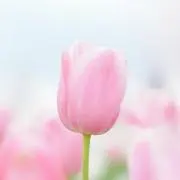 ちゃーちゃ