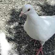 花かんざしの画像